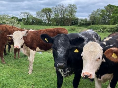 Cows at Drockmill Pumping Station