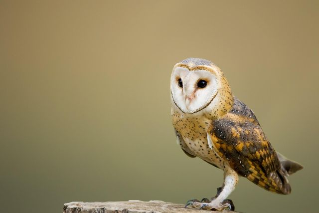 Barn Owl perched