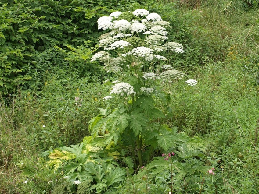 Giant Hogweed