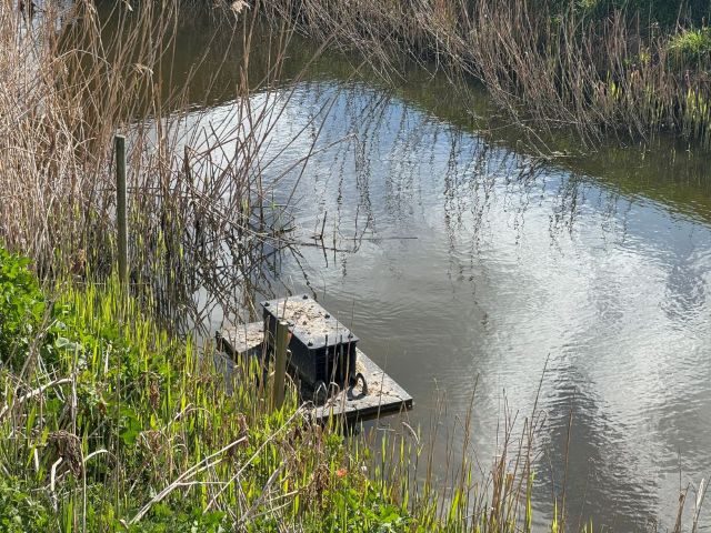 American Mink Trap on raft on watercourse near Greenbank - used to trap this invasive species
