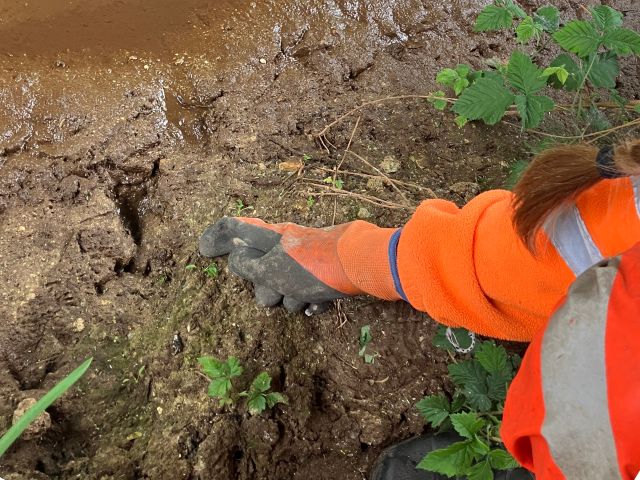Otter foot print in mud