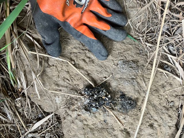 Otter Spraint (Poo)