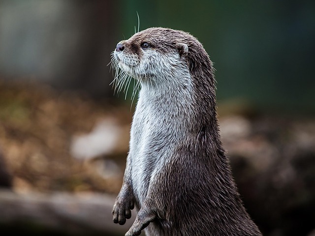 Otter up on hind legs