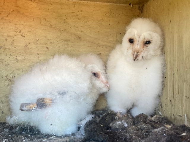 Barn owl owlets in Barn owl box