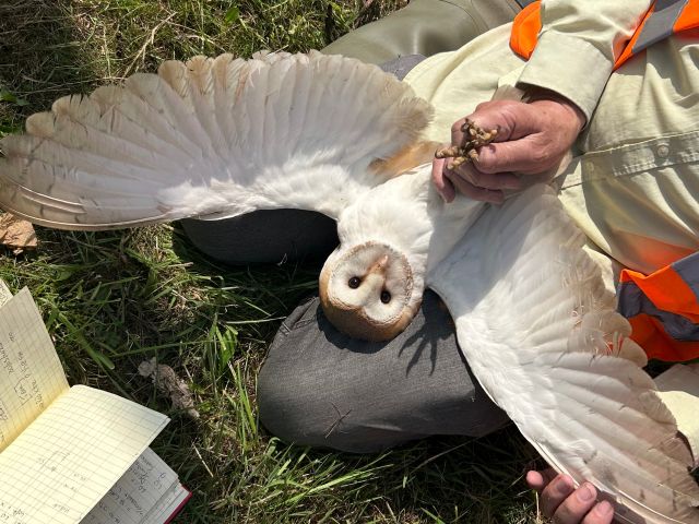 A member of the Wildlife Conservation Partnership Team holds an adult barn owl during the annual barn owl surveys, so they can be measured and their data recorded