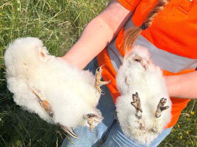 A member of the Environment Team holds two owlets during the annual barn owl surveys, so they can be measured and their data recorded