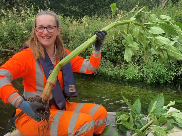 Environment Team member holding a pulled Balsam Plant in July 2022