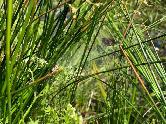 Fen Raft Spider web