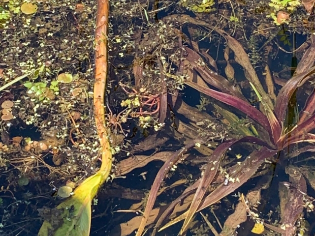 Fen Raft Spider walking on water, surrounded by aquatic plants under the clear waters surface