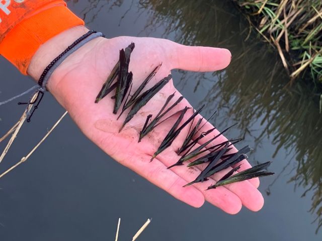 Turin plants of the Grasswrack Pondweed, on a hand for scale. These young plants are resucued and returned to the watercourse