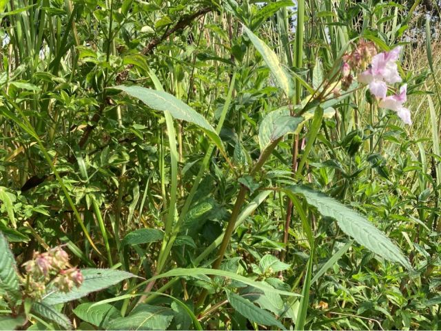 Himalayan Balsam Plant