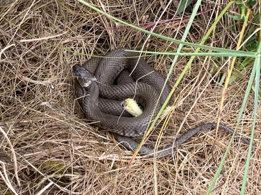 Snake on Halvergate Marshes September 2021