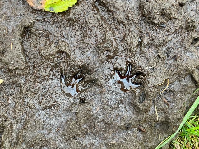 Water Vole Footprints in mud