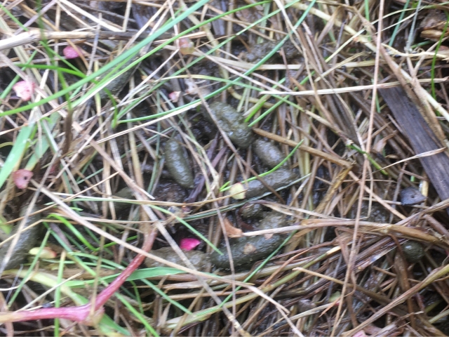 Water Vole Poo