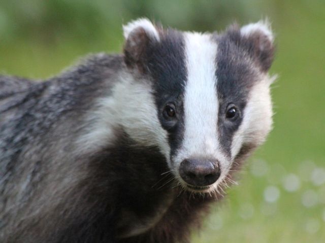 Badger