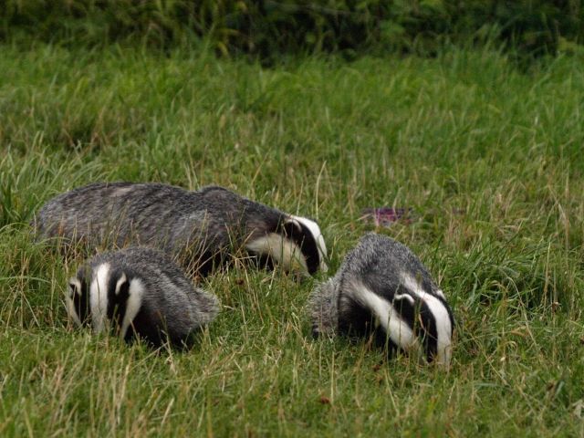 Badger family, three badgers rooting for food