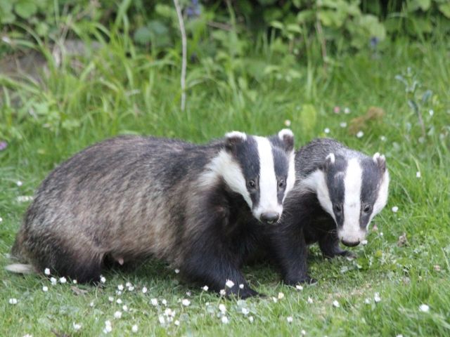 Two Badgers