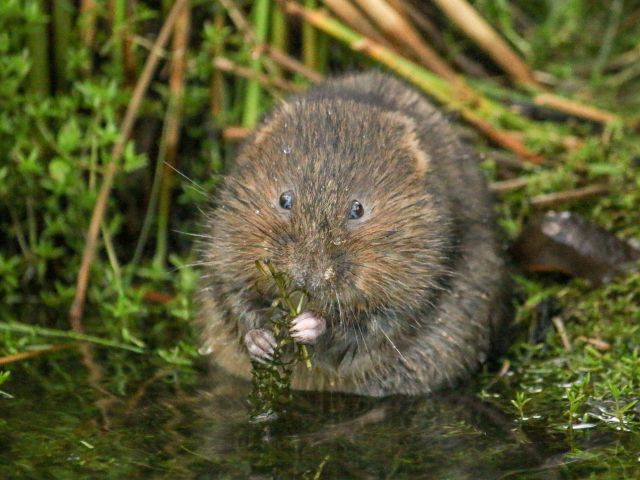 Water Vole nibbling on vegitation at waters edge