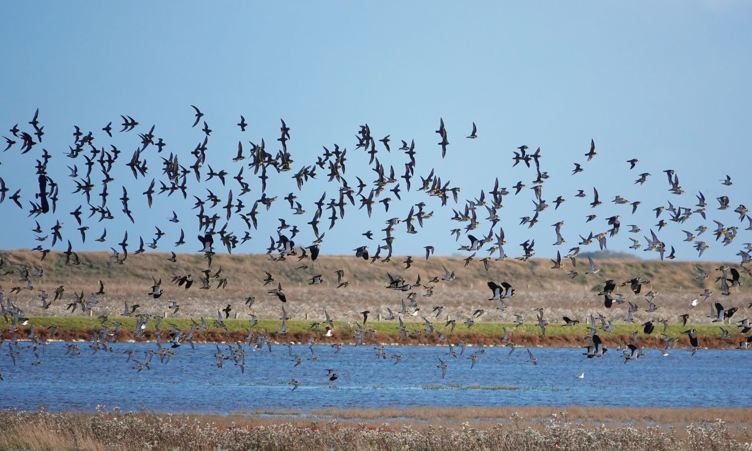 Wetland Birds Fly Over Nature Reserve