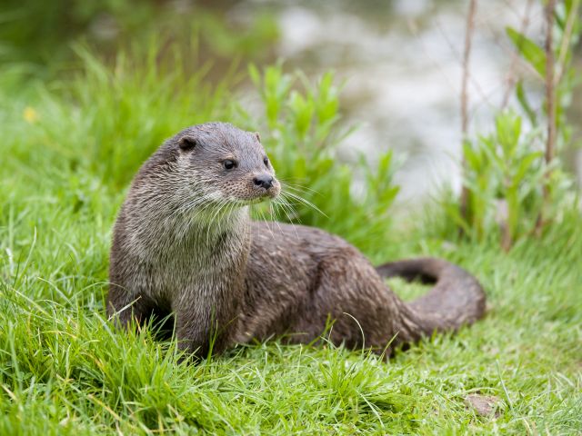 Otter on river bank