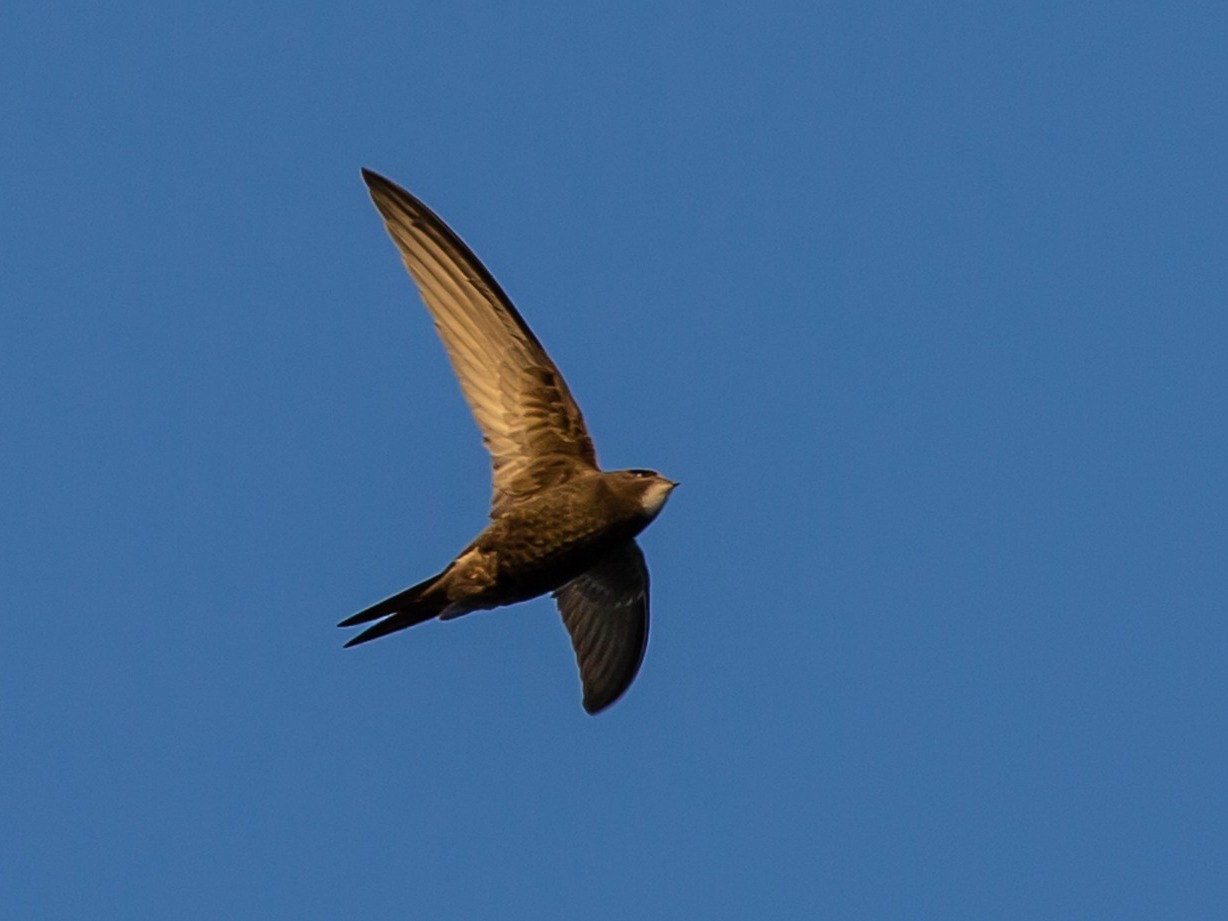 Swift in flight - blue sky