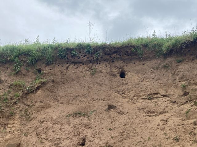 Sand Martin wall - natural vertical bank side with nesting holes