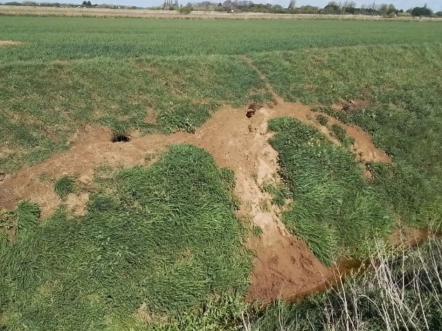 Badger sett in watercourse embankment