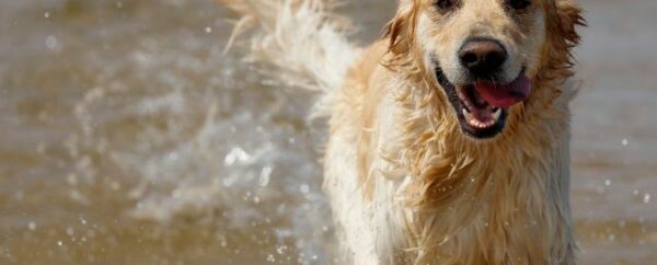 Protecting Our Waterways Starts at Home: Raising Awareness of Pet Flea Treatments and Water Quality