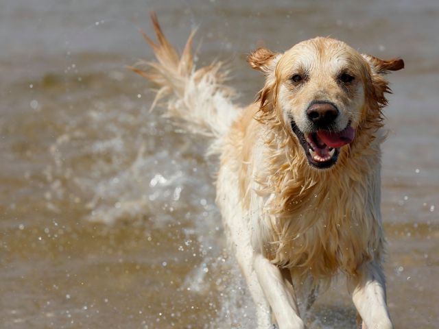 Golden_Retriever_in_River_by-sharkolot-from-Pixabay