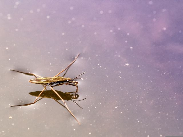 Water_Strider_by-Tom-from-Pixabay